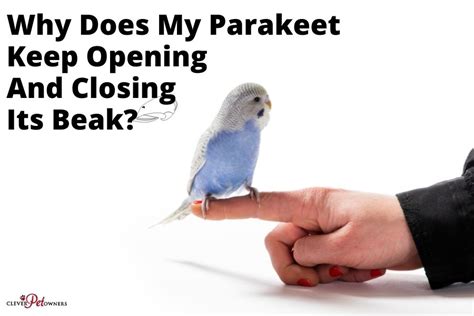Parakeet opening and closing mouth no sound